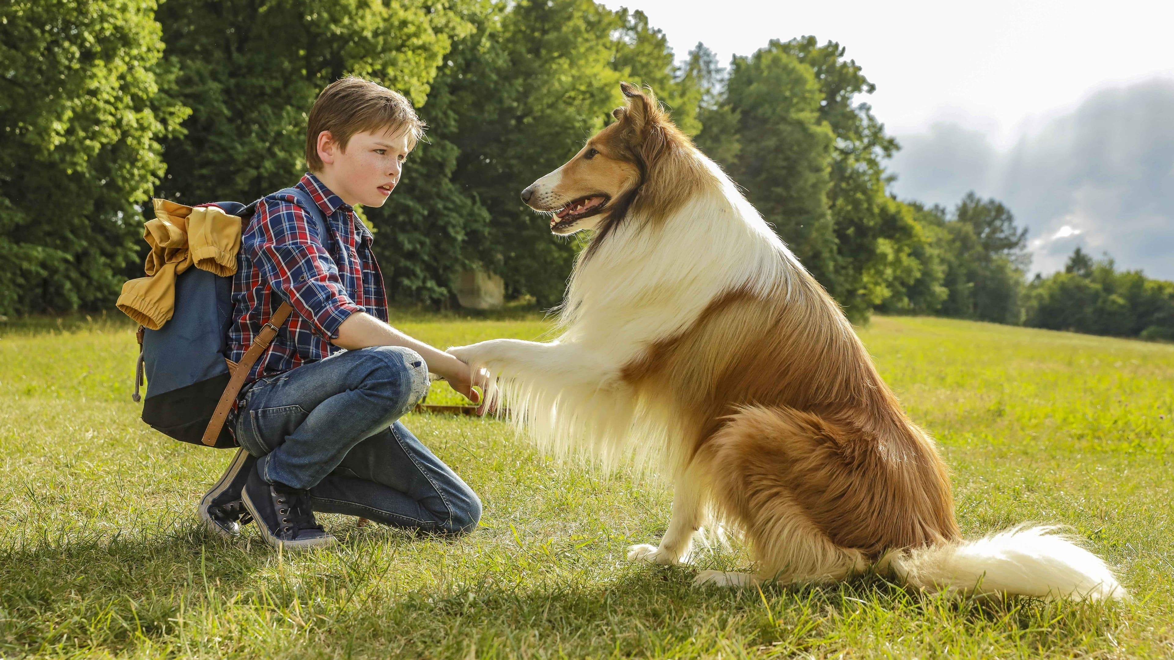 Lassie, wróć! Vider