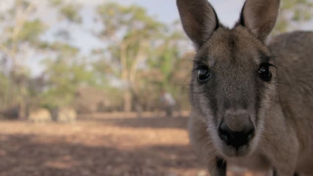 Ratowanie małego kangurka