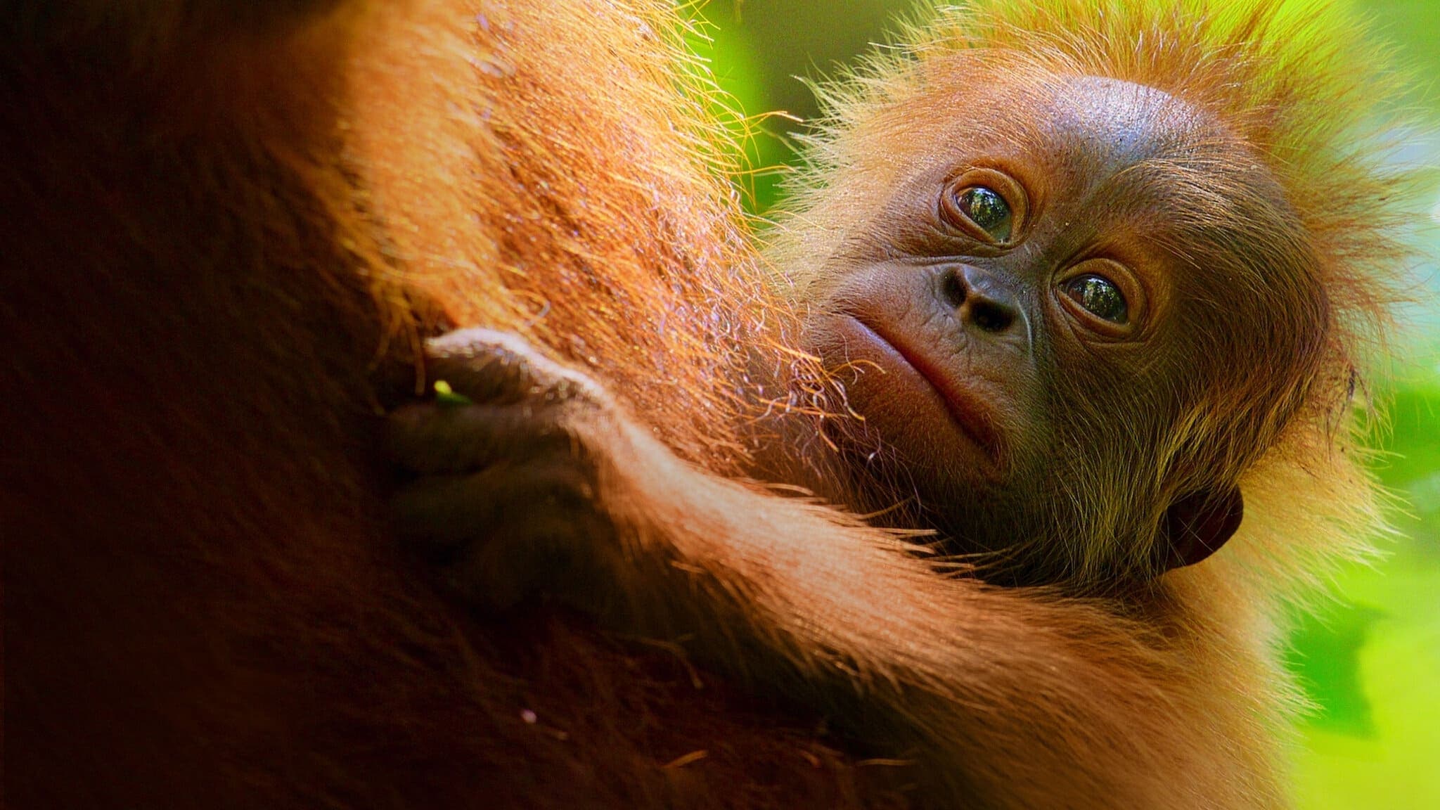 Sekretne życie orangutanów Vider