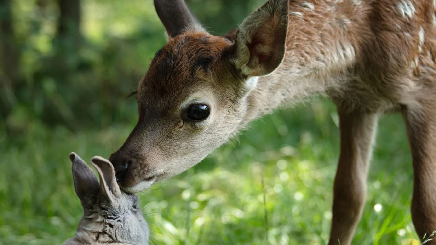 Bambi. Opowieść leśna Vider