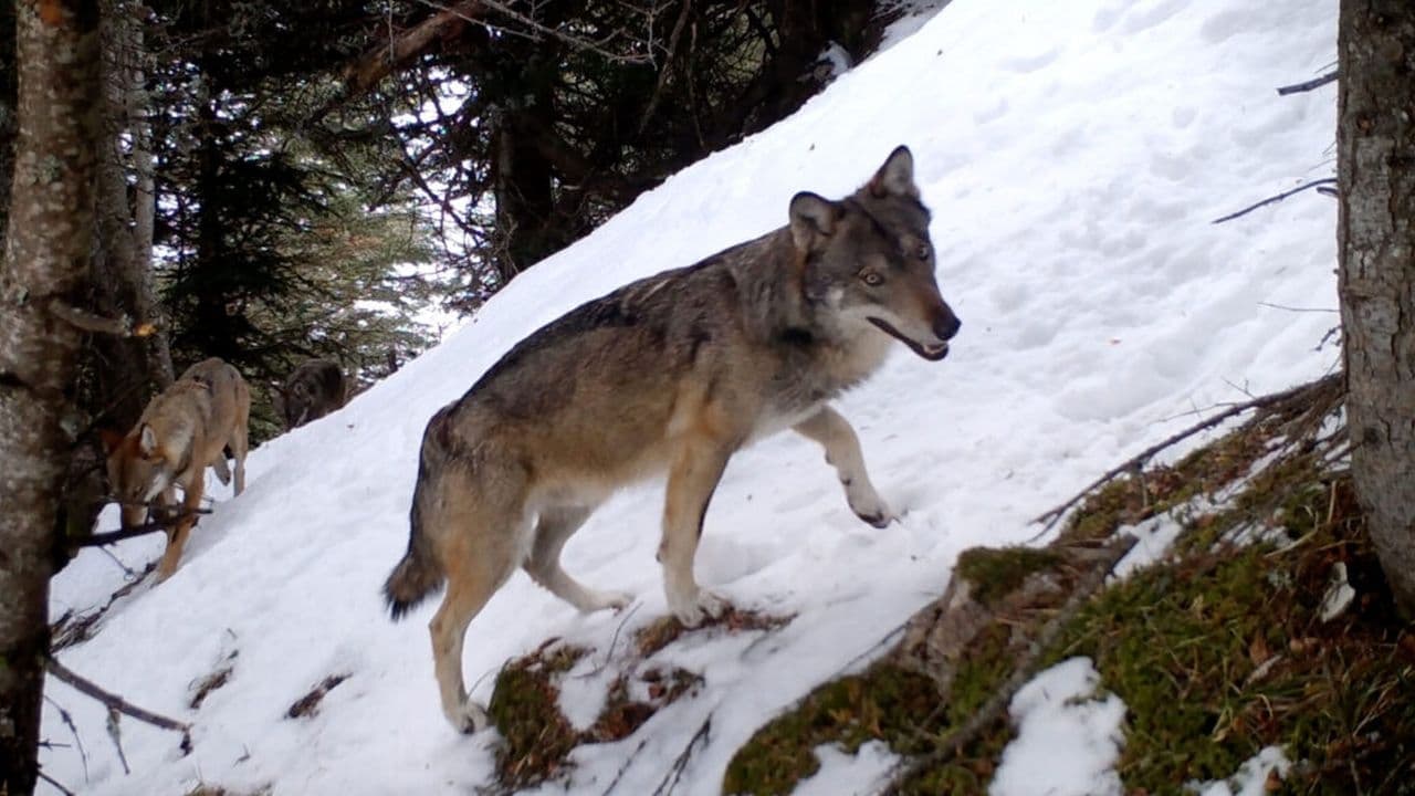 Vivre avec les loups Vider