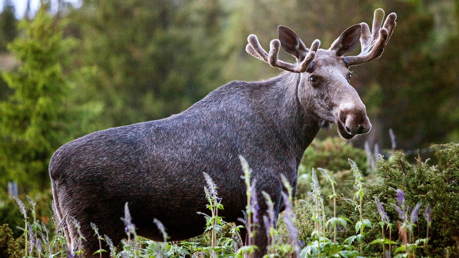 Den stora älgvandringen Vider