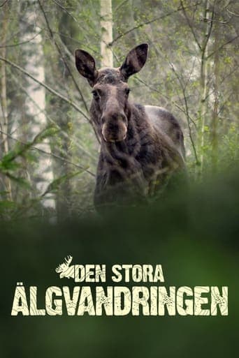 Den stora älgvandringen Vider