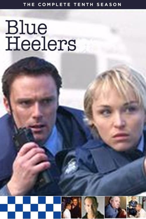 Blue Heelers Vider