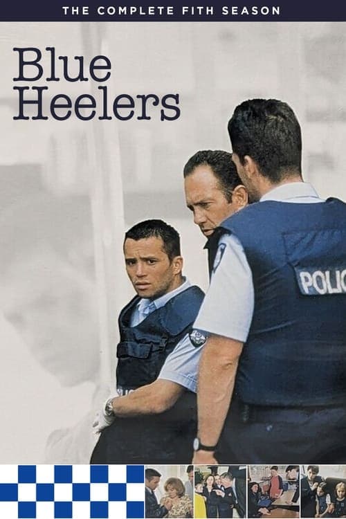 Blue Heelers Vider