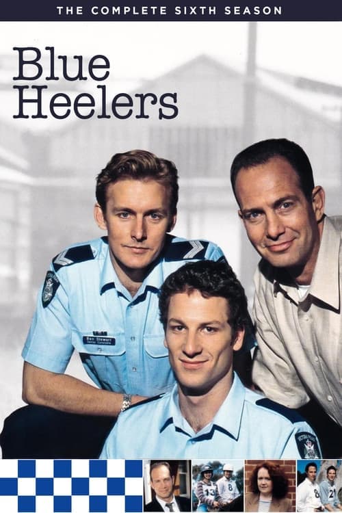 Blue Heelers Vider