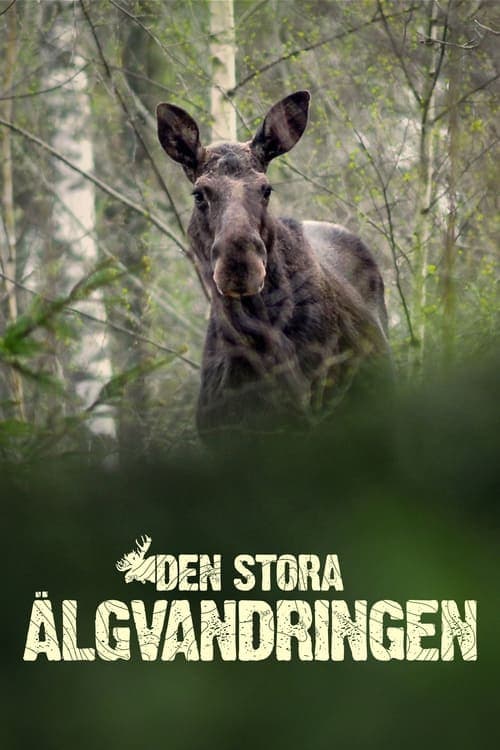 Den stora älgvandringen 2019 [PL] Vider HDRip